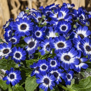 Cineraria cruentus/Pericallis cruenta F1 Star Wars Blue Shades (Цинерария)