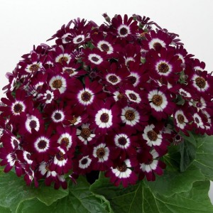 Cineraria cruentus/Pericallis cruenta F1 Star Wars Crimson Shades (Цинерария)