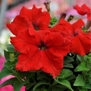 Petunia Tango F1 Red
