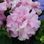 Petunia grandiflora Cascade Double F1 Orchid Mist