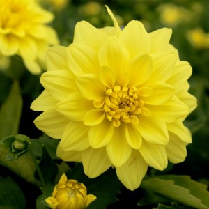 Dahlia hybrida Figaro Yellow Shades