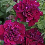 Petunia grandiflora Cascade Double F1 Burgundy
