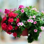 Vinca(Catharanthus) Mediterranean mix