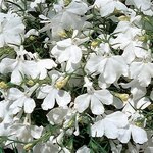 Lobelia erinus Riviera White