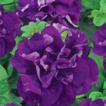 Petunia grandiflora Cascade Double F1 Blue