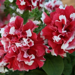 Petunia multiflopa double Pirouette F1 Red Petunia multiflopa double Pirouette F1 Red