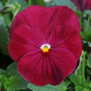 Viola MATRIX F1 Rose