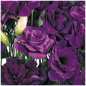 Eustona grandiflorum ABC F1 Misty Purple