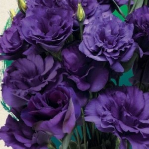 Eustona grandiflorum F1 Aube Blue