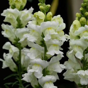 Antirrhinum majus  Snapshot  F1 White