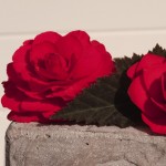 Begonia Nonstop Mocca F1 Cherry