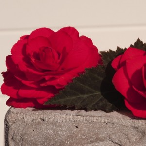 Begonia Nonstop Mocca F1 Cherry