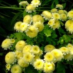 Tanacetum Santana Yellow(хризантема однолетняя)