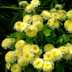 Tanacetum Santana Yellow(хризантема однолетняя)