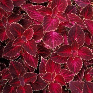 Coleus  Wizard  Velvet Red