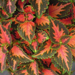 Coleus  Wizard Coral Sunrise