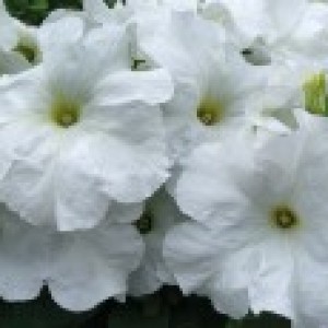 Petunia Limbo F1White
