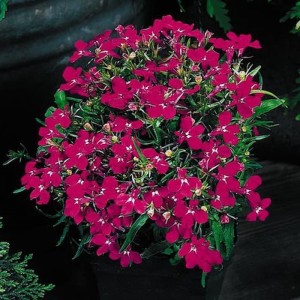 Lobelia erinus Riviera Rose