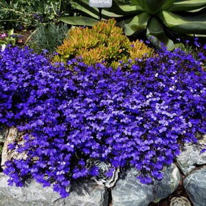 Lobelia erinus Riviera Midnight Blue
