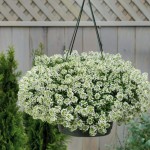 Lobuiaria maritima (Алиссум)Giga White