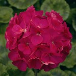 Pelargonium hortorum Maverick F1 Violet (пеларгония кустовая )