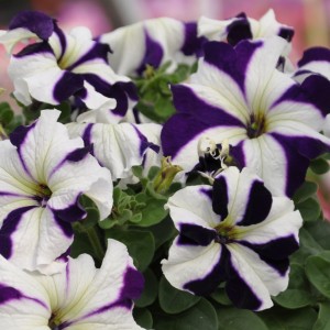 Petunia Tango F1 Blue Star
