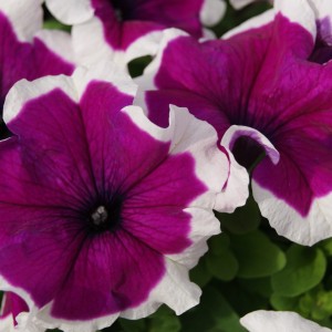 Petunia Limbo F1 Violet Picotee Petunia Limbo F1 Violet Picotee