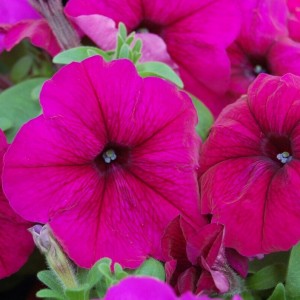 Petunia Limbo F1 Burgundy Petunia Limbo F1 Burgundy