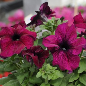 Petunia Tango F1 Burgundy