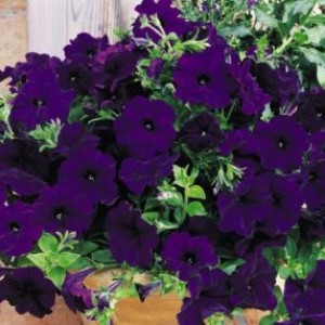 Petunia ампельная Easy Wave F1 Blue