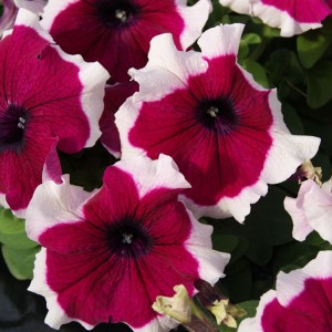 Petunia Limbo F1 Burgundy Picotee