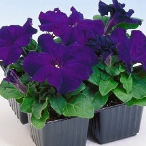 Petunia Limbo F1 Blue Petunia Limbo F1 Blue