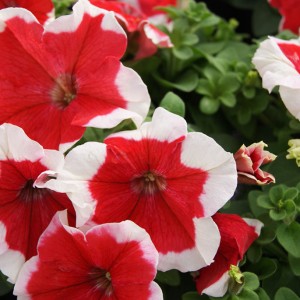Petunia Limbo F1 Red Picotee Petunia Limbo F1 Red Picotee