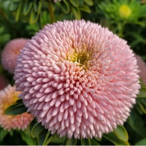 Callistephus chihensis(Астра) Chrisantella Pink Mother-of-Pearl