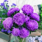 Callistephus chihensis(Астра) Chrisantella Lilac Mist