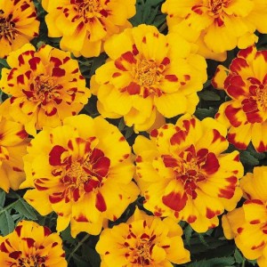 Tagetes patula Durango F1 Bolero