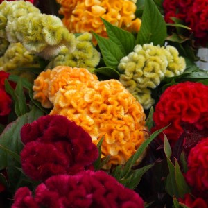 Celosia cristata nana Armor F1 mix
