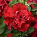 Petunia grandiflora Cascade Double F1 Valentine.Red
