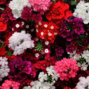 Verbena hybrida F1Quartz XP mix(Вербена смесь)