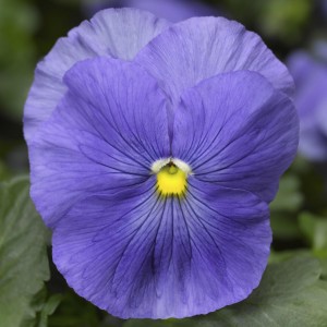 Viola MATRIX F1 True Blue 