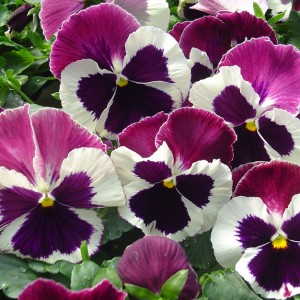 Viola MATRIX F1 Rose Wing 