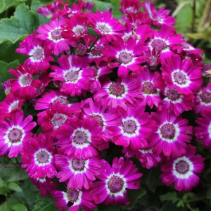 Cineraria cruentus/Pericallis cruenta F1 Star Wars Pink Shades (Цинерария)