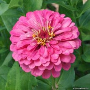 Zinnia elegans Lilliput Rose