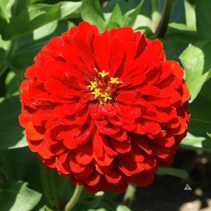 Zinnia elegans Lilliput Skarlet Zinnia elegans Lilliput Skarlet