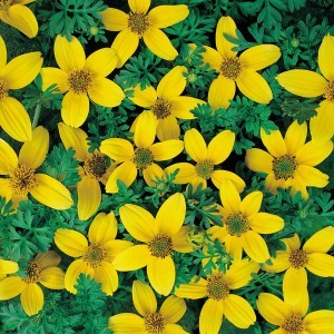 Bidens humilis Golden Eye